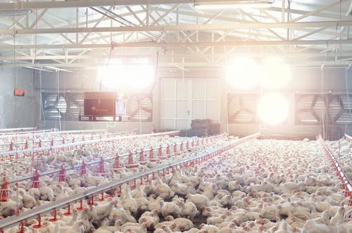 英国将采取行动抑制H5N8型禽流感蔓延